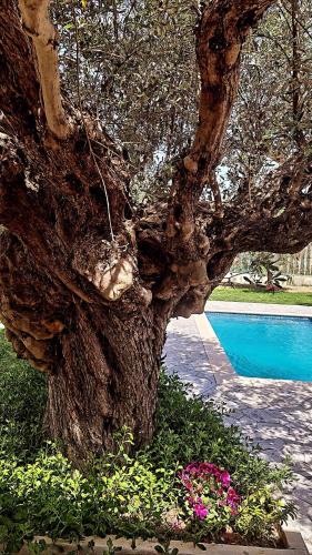 Afandou Villa | Olive Sense Villa with jacuzzi and sauna