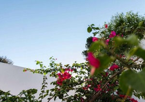 Skiathea Villas Villa A