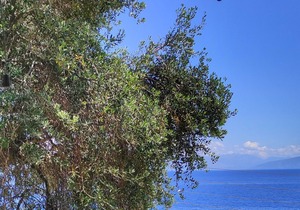 Villa Fourtuna SeaView (AMA) 00000094061