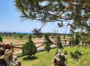 Alekos Beach | Kounopetra
