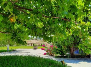 Alekos Beach | Kounopetra