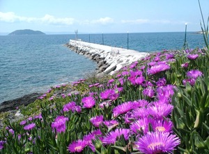 Hotel Petunia Xalkidiki Greece Neos Marmaras | Neos Marmaras