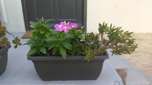 Paiania Apartment | Casa Martina 1 SPATA 10min Athens airport