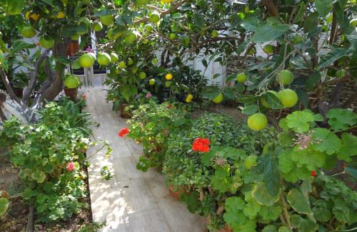 Ormos Korthiou House | Cozy Citrus Garden House by the Seaside.