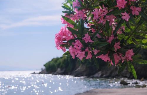 Horto Apartment | John's House - Chorto Pelion