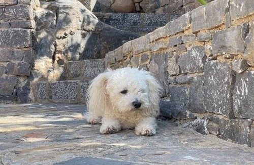 Mavrikiano Apartment | Petfriendly studio with sea view