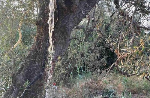 Ligia Other | Tent by the sea, private toilet and kitchenette