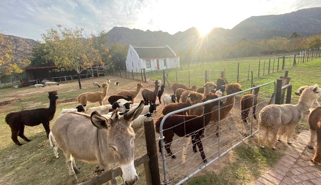 Alpaca Inn