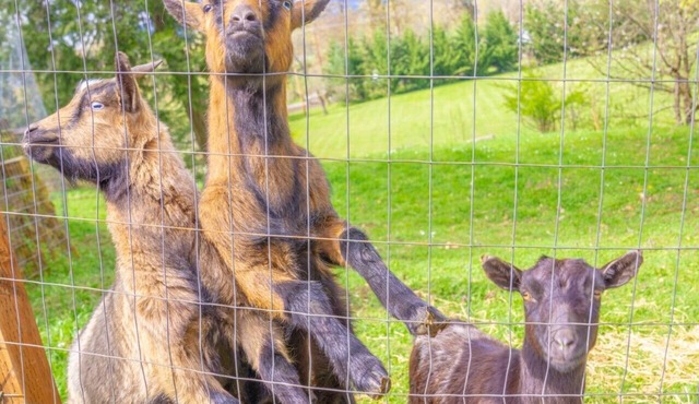 Pet friendly w/dog run, country living & mountain views close to town with wifi