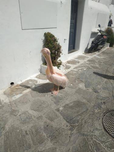 Photo of Others in Little Venice