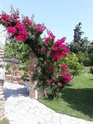 Photo of Others in Pyrgos Psilonerou