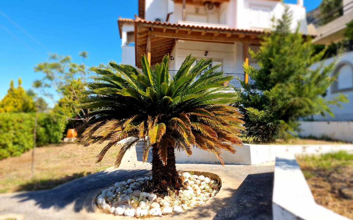 Photo of Others in Porto Rafti