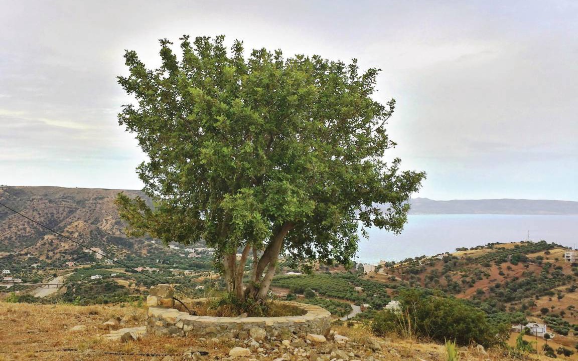 Photo of Others in Agia Galini