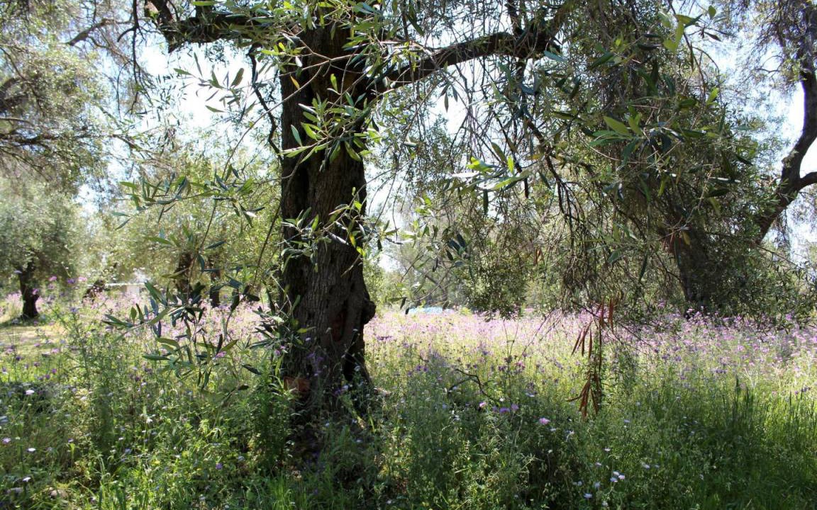 Photo of Others in Agios Matthaios