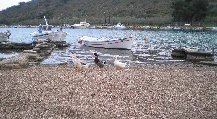 Photo of Others in Drepano