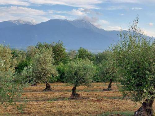 Photo of Others in Katerini