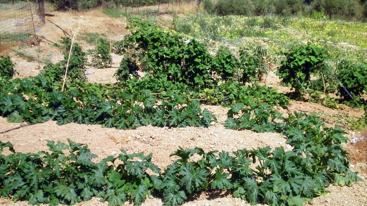 Photo of Outdoor in Aggeliana