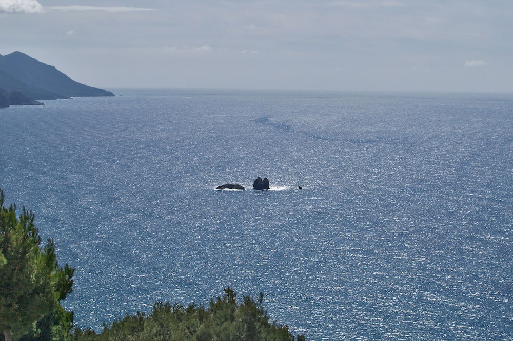 Photo of Others in Parelia