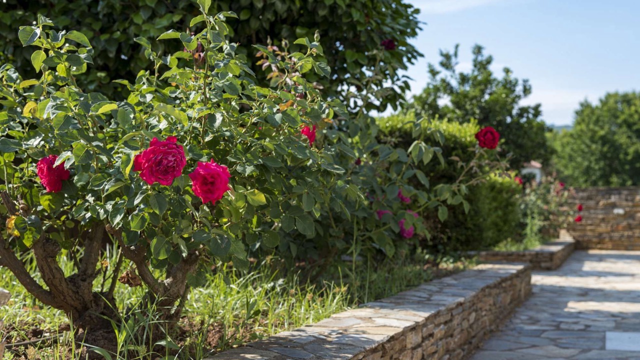 Photo of Outdoor in Platania