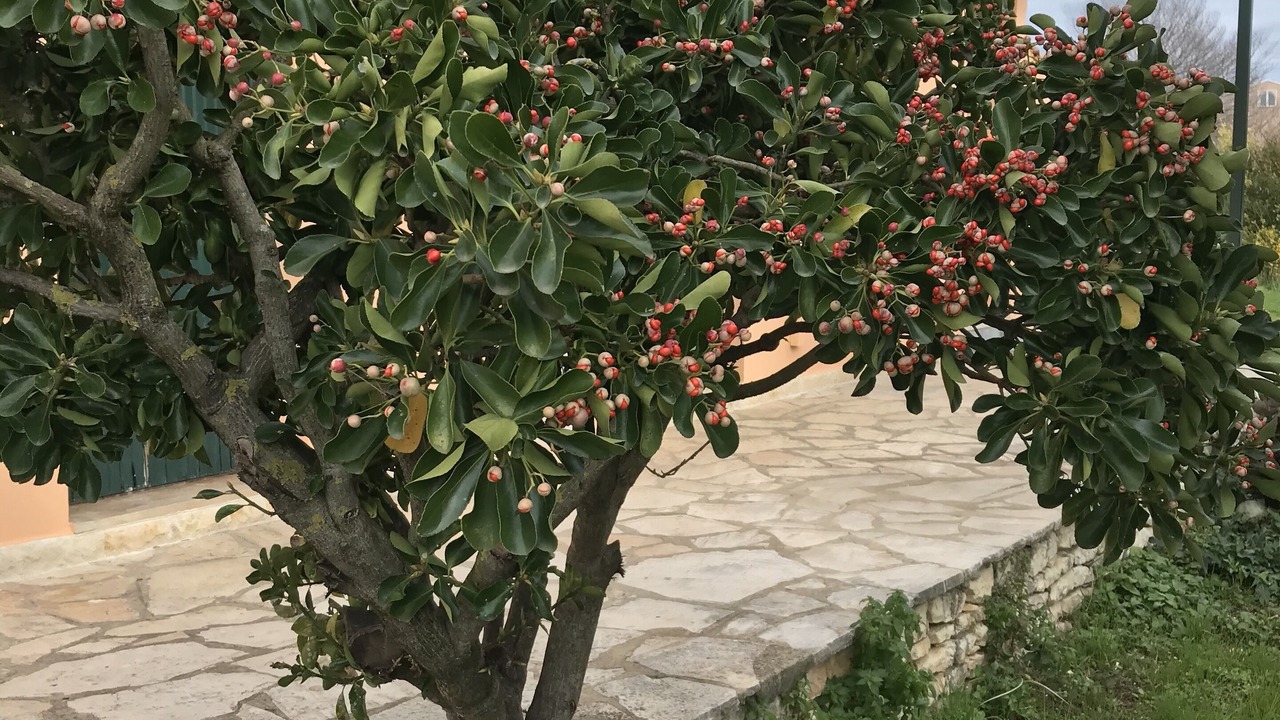 Photo of Outdoor in Agnos