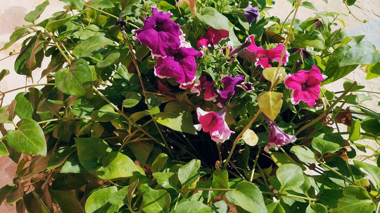 Photo of Outdoor in Moraitika