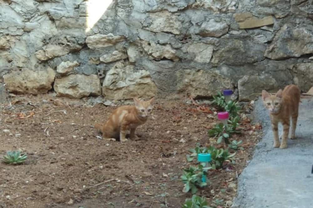Photo of Outdoor in Kiparissia