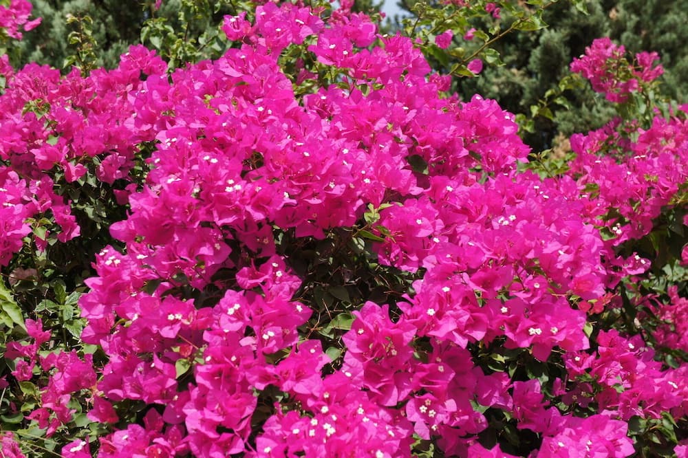 Photo of Outdoor in Faistos