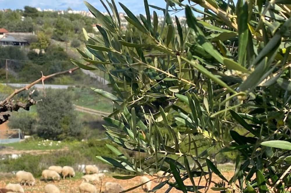 Photo of Outdoor in Rafina