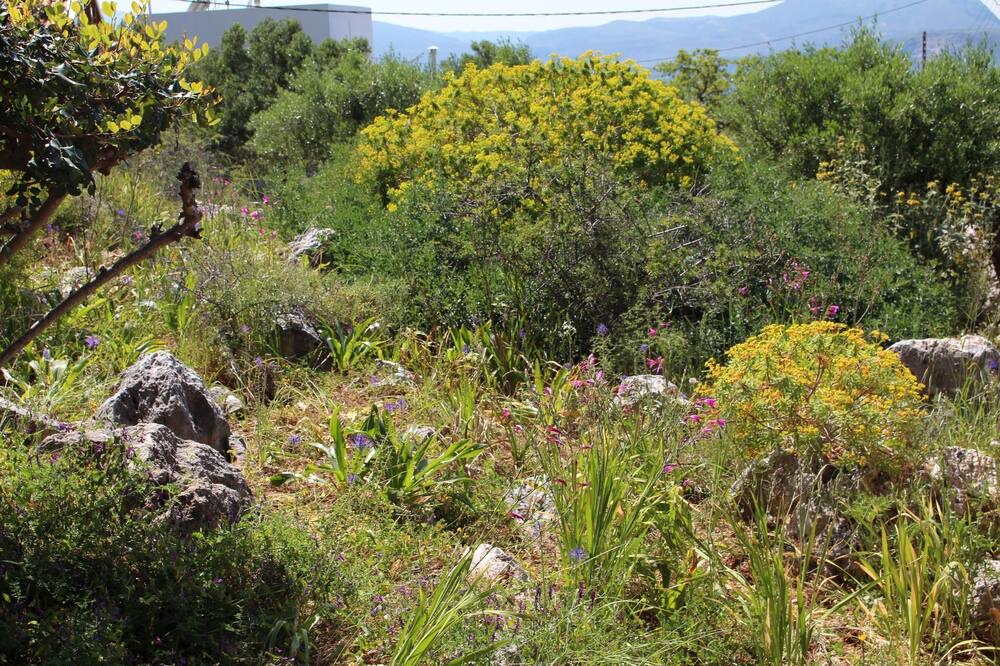 Photo of Outdoor in Drapanos