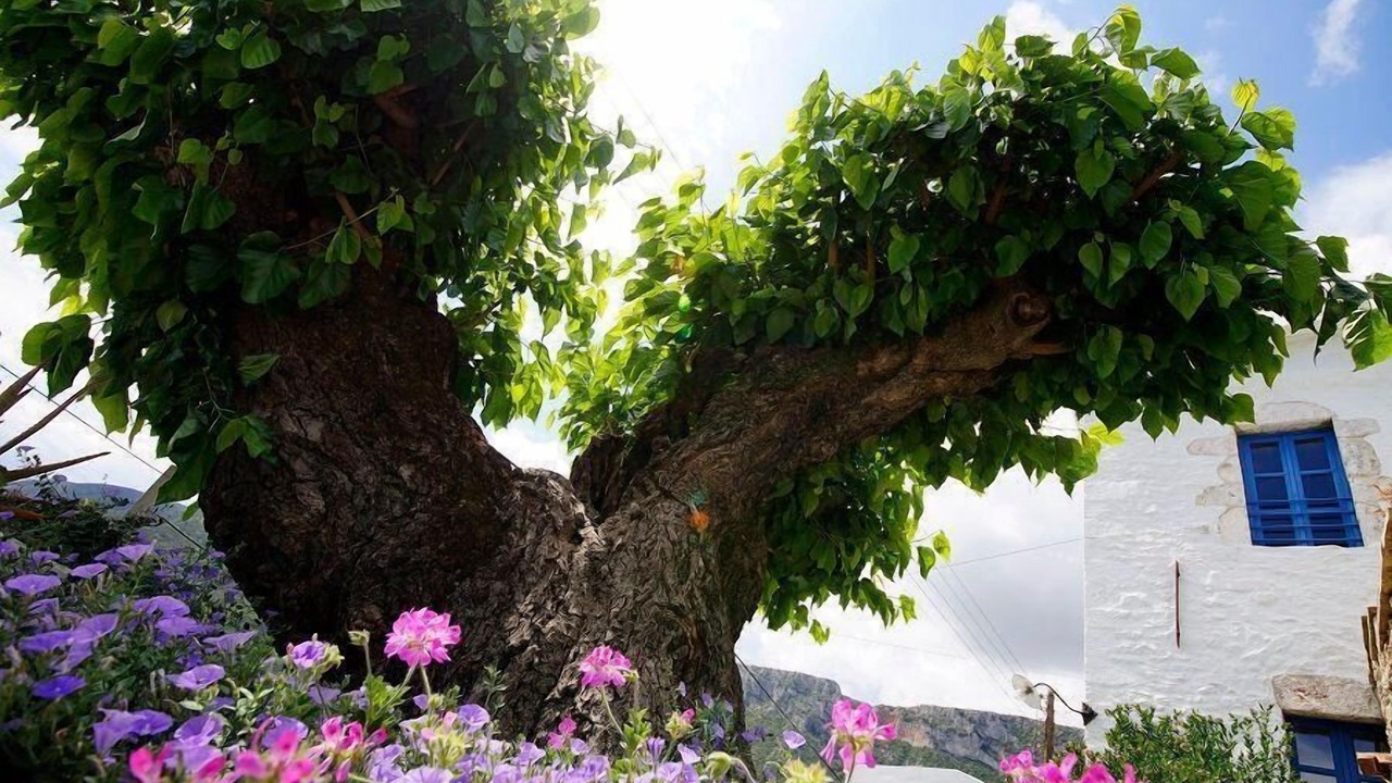 Photo of Outdoor in Livadi