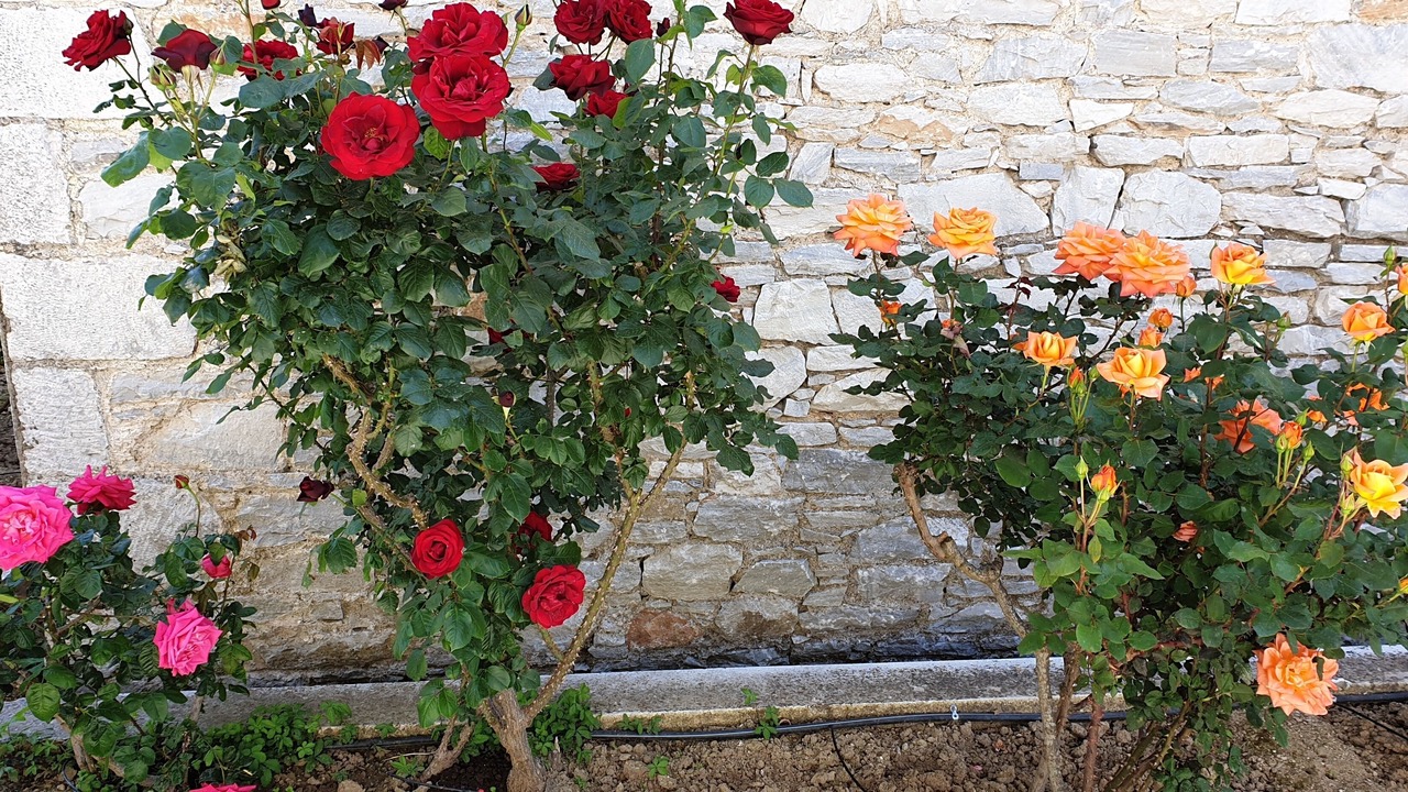 Photo of Outdoor in Horto