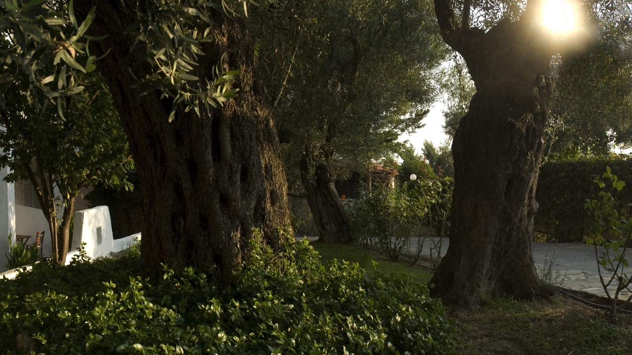 Photo of Outdoor in Kriopigi