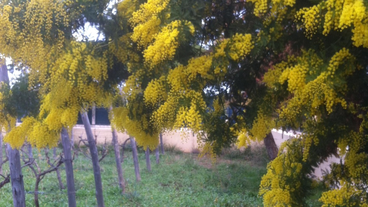 Photo of Outdoor in Markopoulo Mesogaias