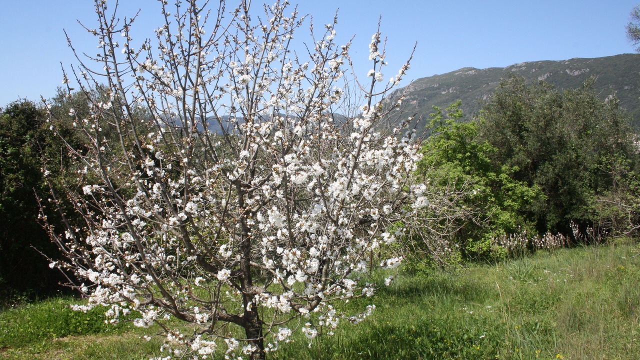 Photo of Outdoor in Ano Korakiana