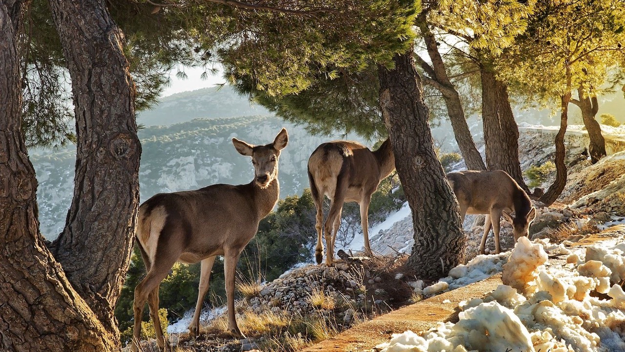 Photo of Others in Acharnes