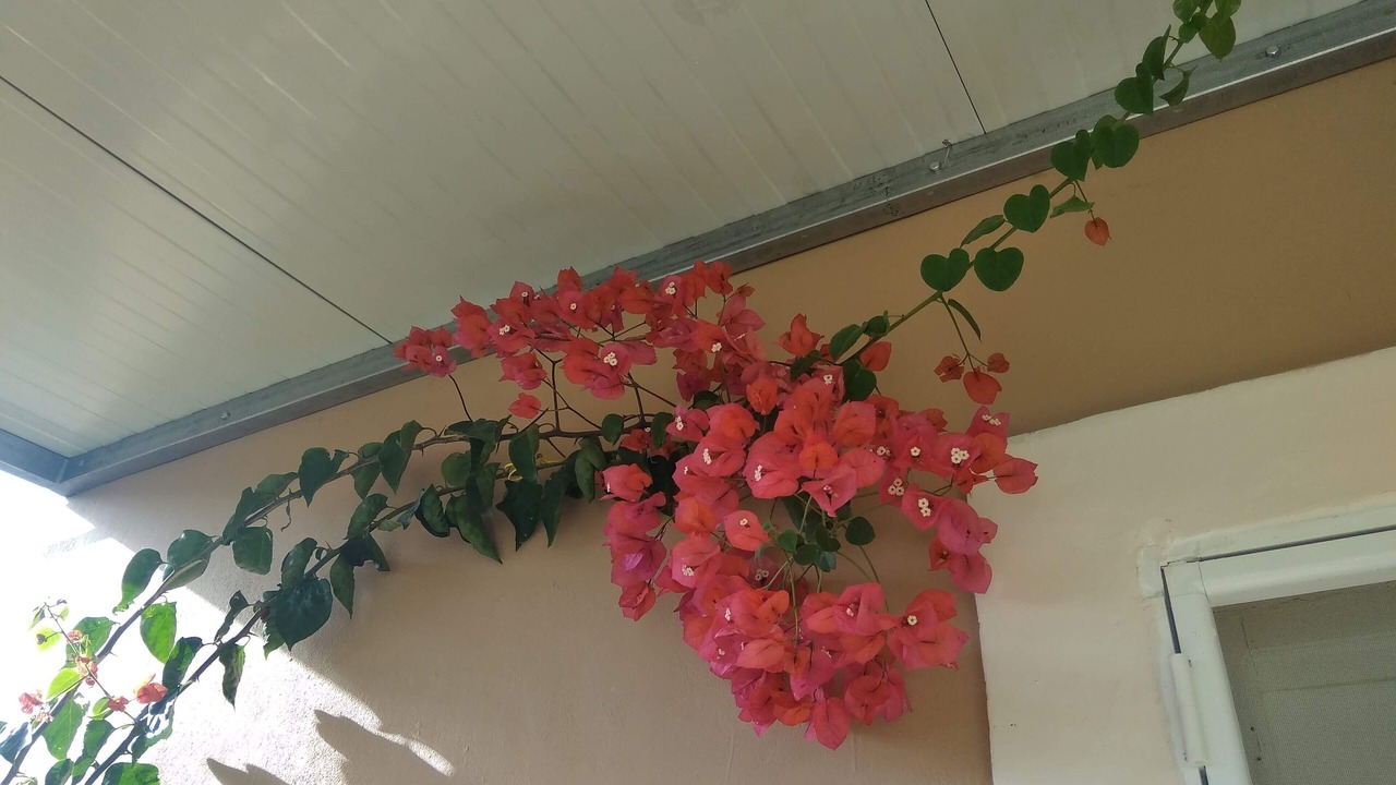 Photo of Outdoor in Notos