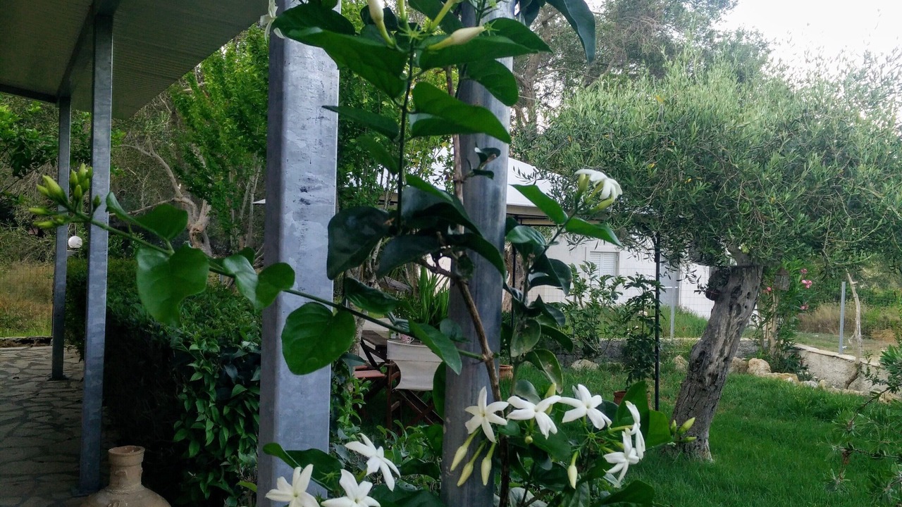 Photo of Outdoor in Notos