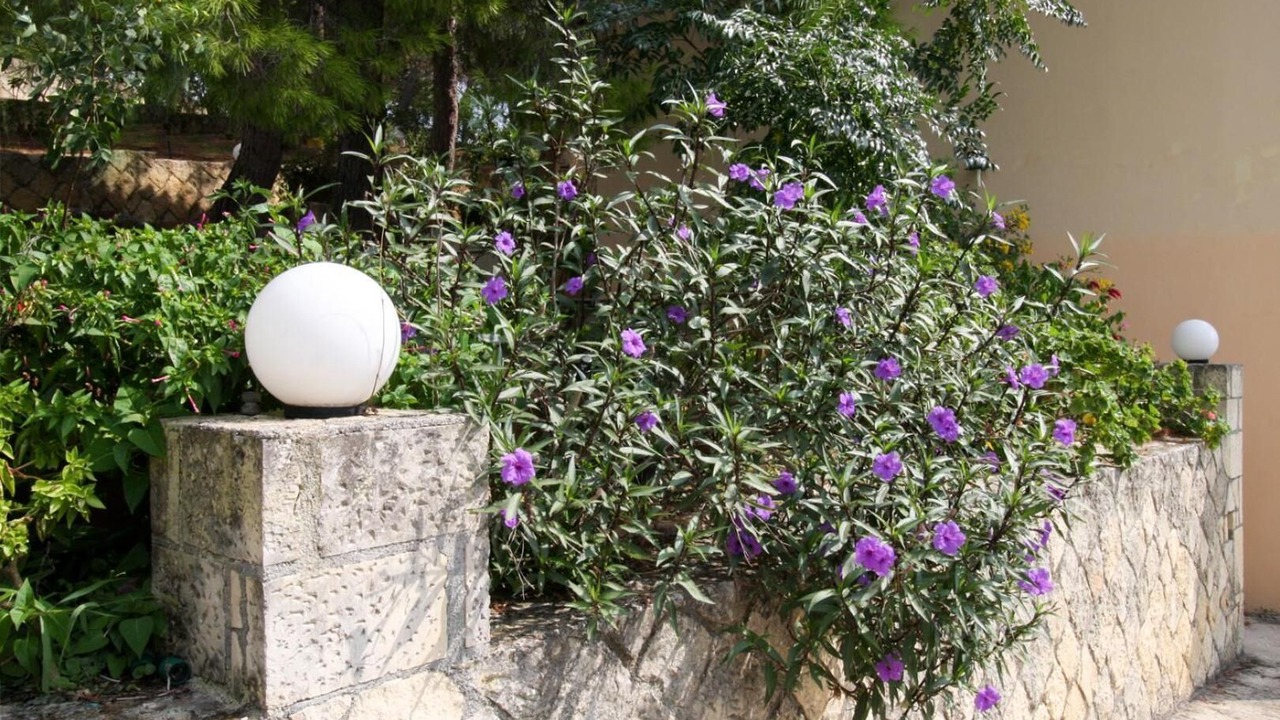 Photo of Outdoor in Kounopetra