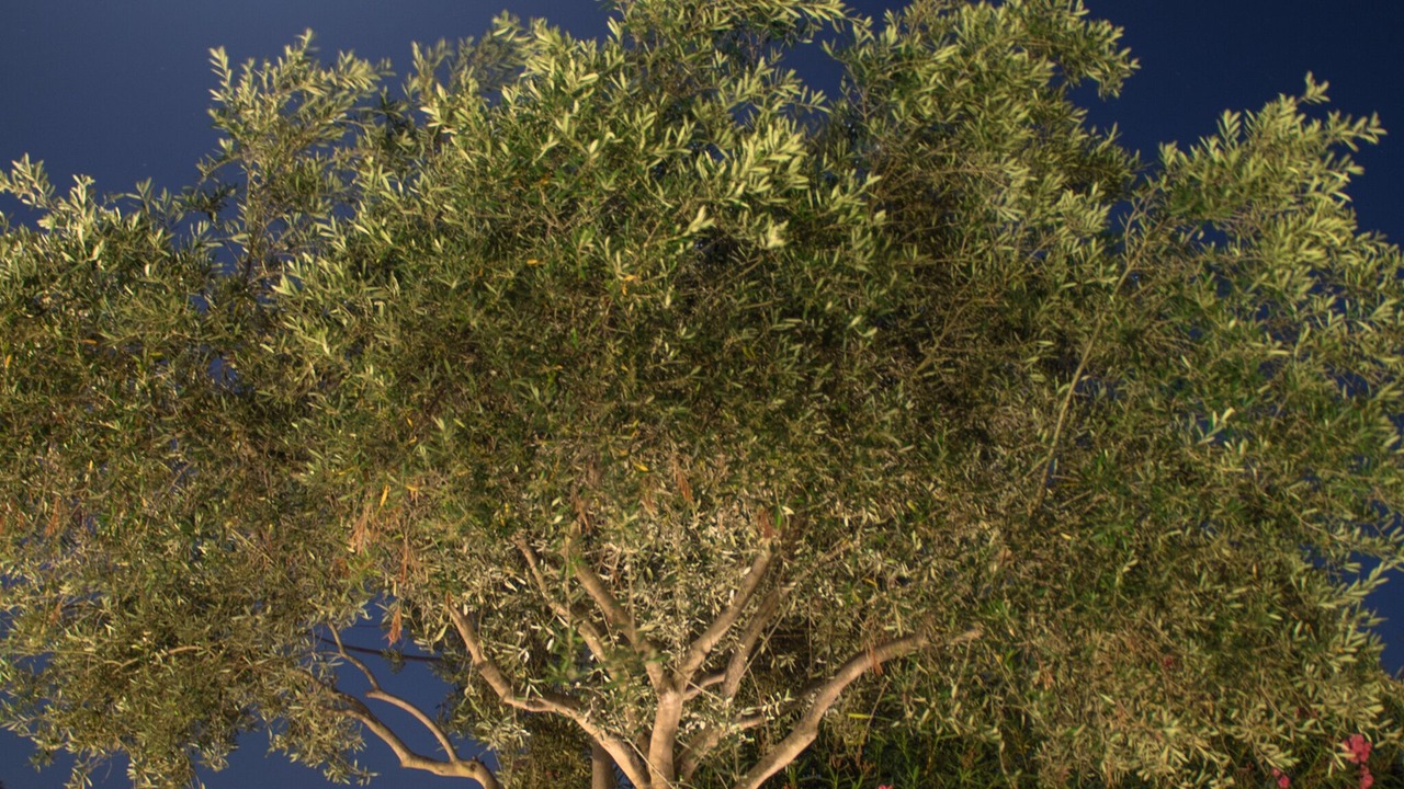Photo of Outdoor in Corfu