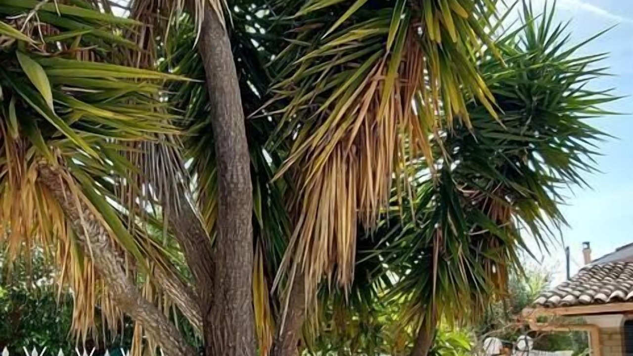 Photo of Others in Corfu Town