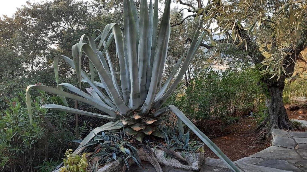 Photo of Outdoor in Afissos