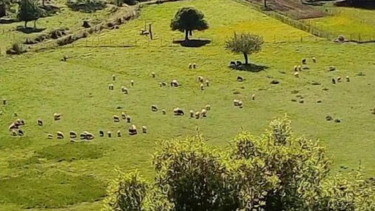 Photo of Others in Pelekas