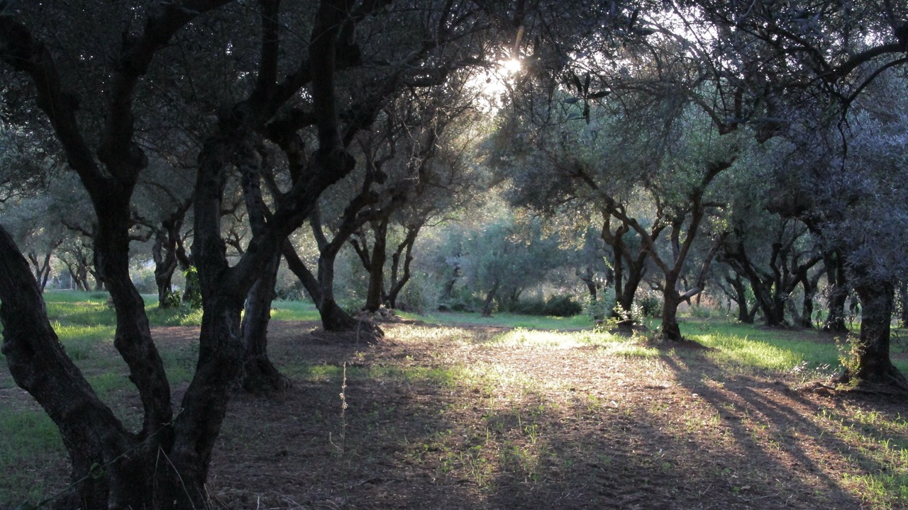 Photo of Others in Galatas