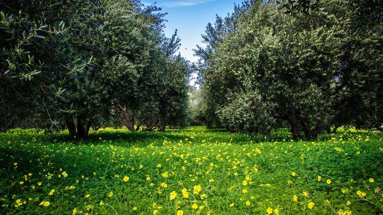 Photo of Outdoor in Ayia Fotia