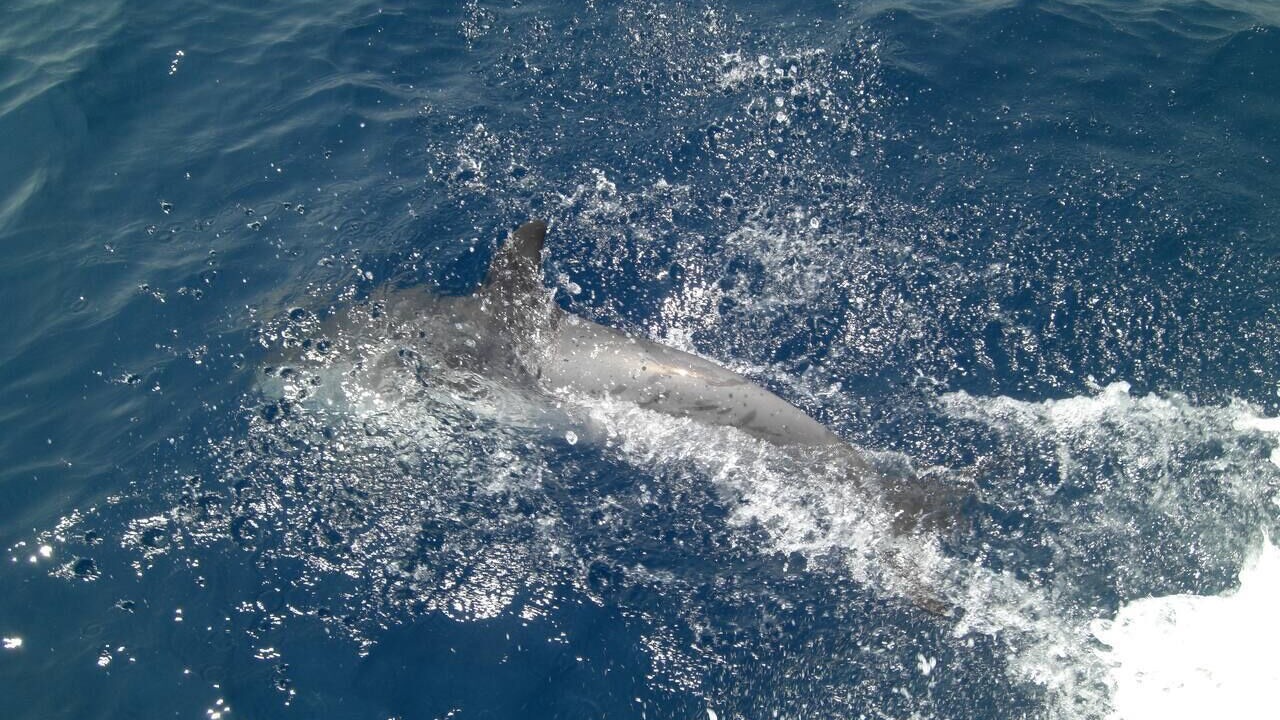 Photo of Others in Alimos