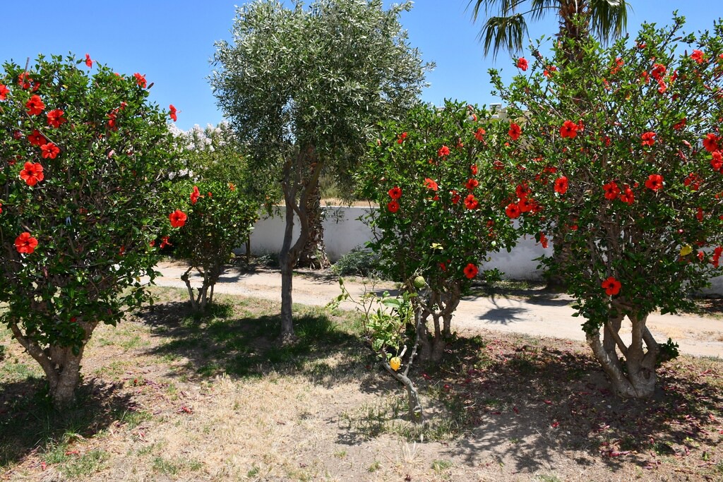 Photo of Outdoor in Lambi