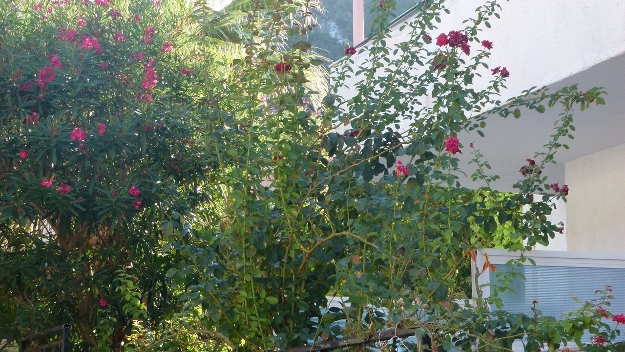 Photo of Outdoor in Benitses