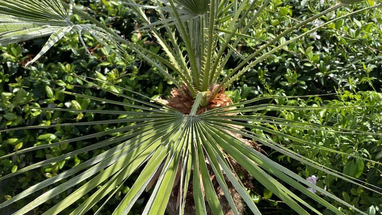 Photo of Outdoor in Kirianna