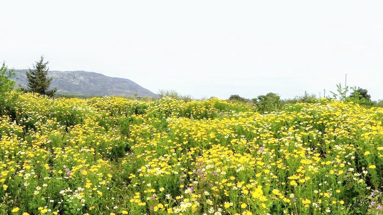 Photo of Others in Kefalas