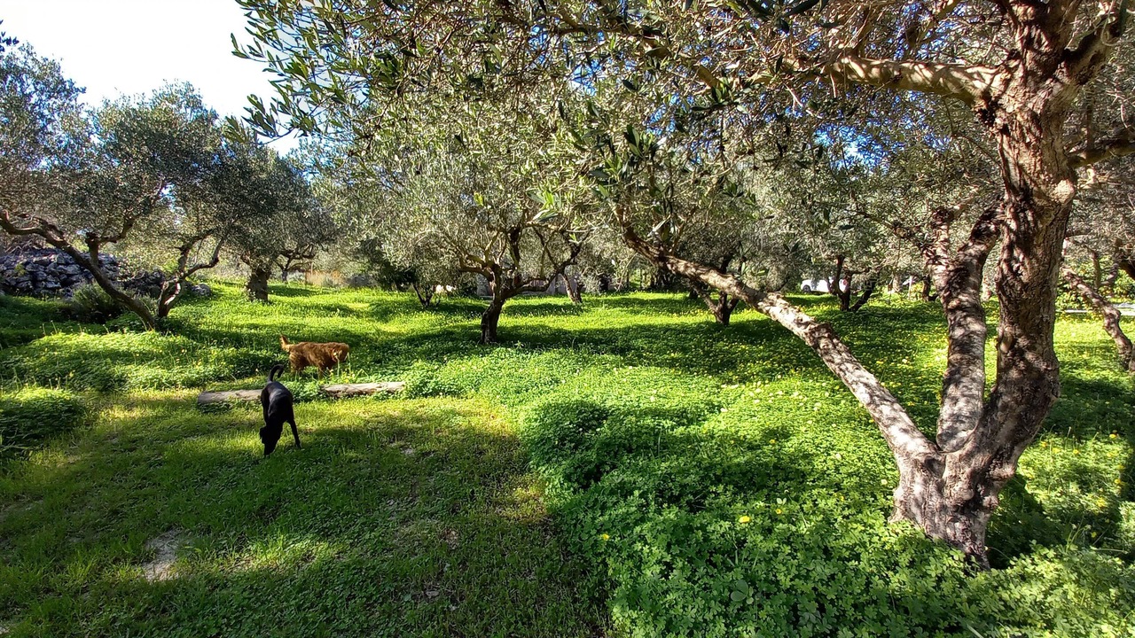 Photo of Others in Kefalas